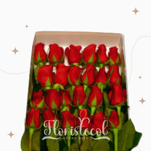caja de 24 rosas rojas